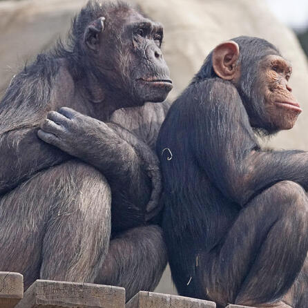Kritik an Tierhaltung im Augsburger Zoo - Schimpansen und Wasservögel im Fokus der Diskussionen