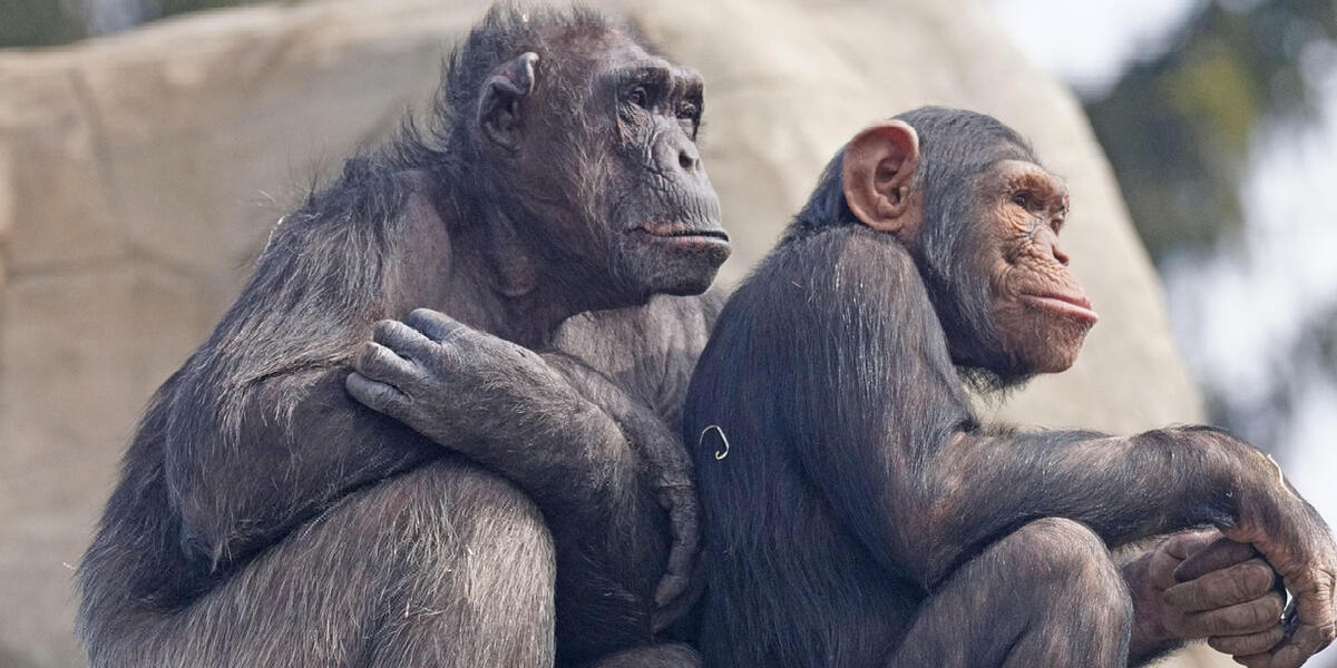 Kritik an Tierhaltung im Augsburger Zoo - Schimpansen und Wasservögel im Fokus der Diskussionen