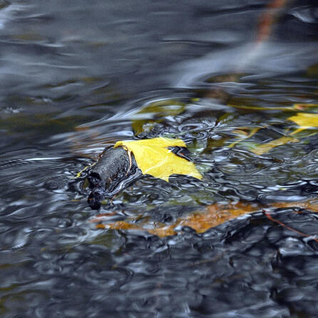 Mühlbach Kaufbeuren: Wasserkraftwerk-Sanierung führt zu Wasserverlust und Umzug der Fischwelt