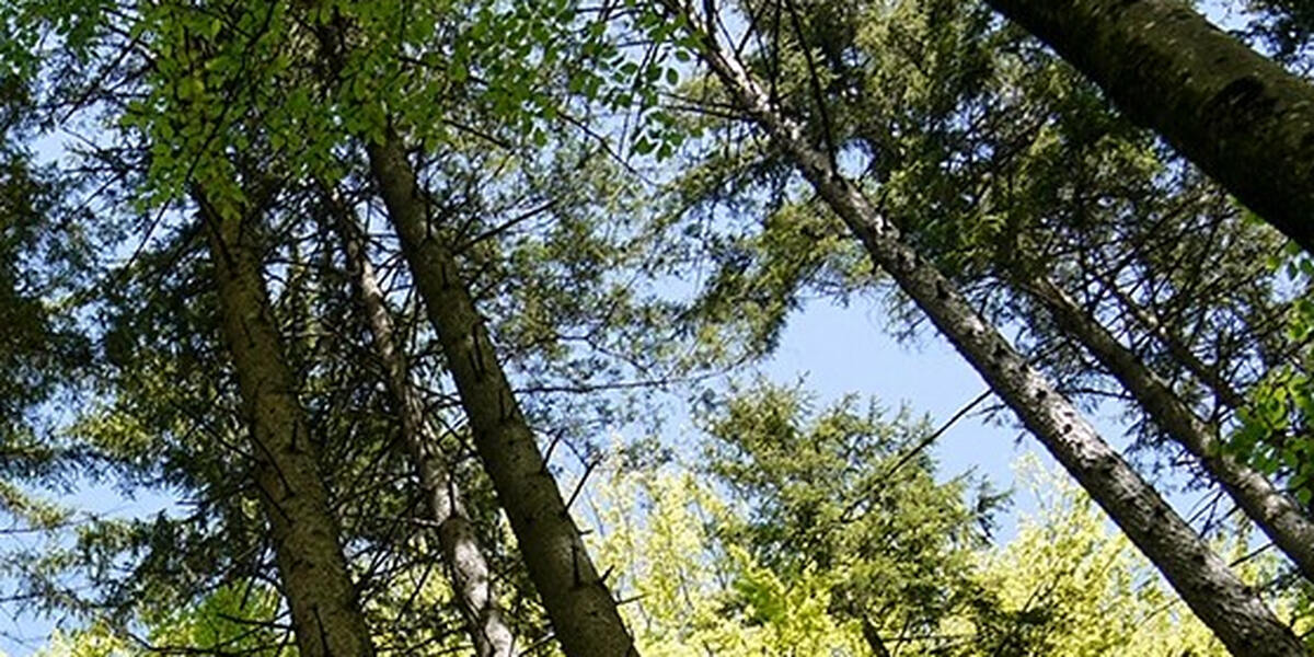 Waldbrandgefahr in Augsburg steigt: Maßnahmen und Vorsichtsregeln