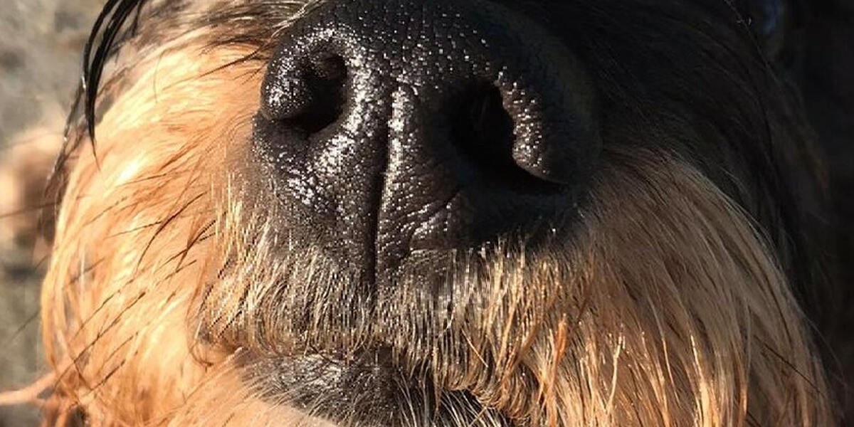 Tierheim Höchstädt wird aufgelöst - zumindest vorübergehend