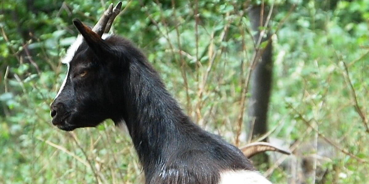 Dutzende tote Ziegen: Tierhaltungsverbot für den Betrieb im Kreis Landsberg