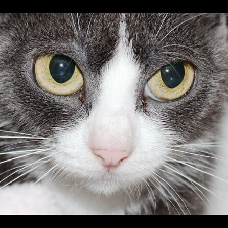 Memmingen: Frau hat 20 Katzen in ihrer kleinen Wohnung