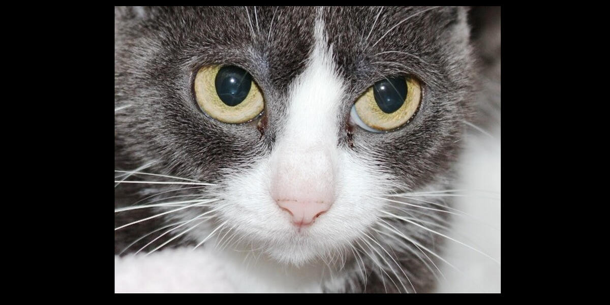 Memmingen: Frau hat 20 Katzen in ihrer kleinen Wohnung