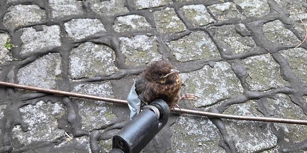 Augsburger Feuerwehr hat grandiose Idee: Hilfloser Vogel gerettet