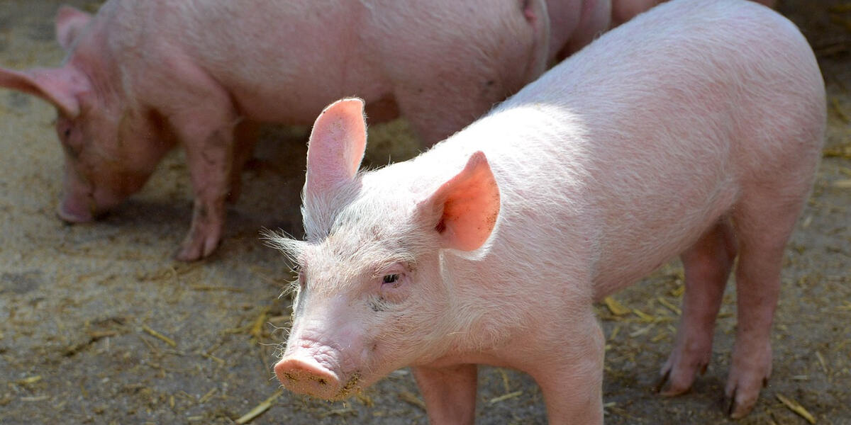 Schlachthof Augsburg: Ende der Schweineschlachtung - es rentiert sich einfach nicht