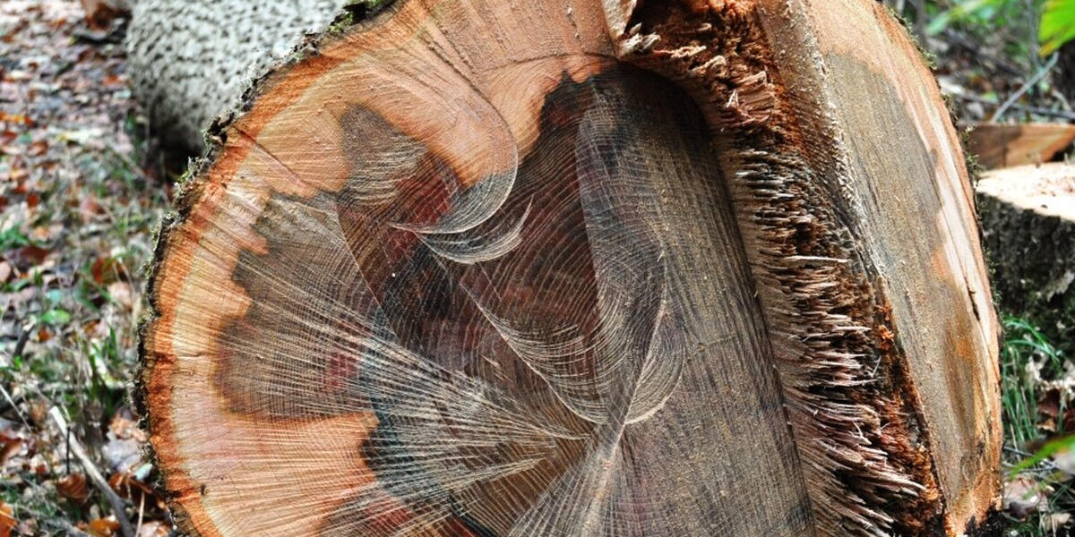 Kranke Fichten und Kiefern: Augsburger Forstverwaltung im Haunstetter Wald im Einsatz