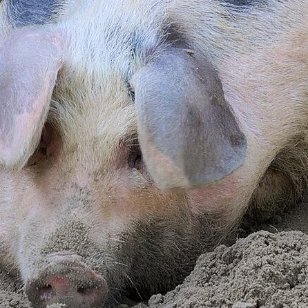 Nächster Tierschutzskandal: Strafanzeige gegen Schweinemastbetrieb aus dem Unterallgäu