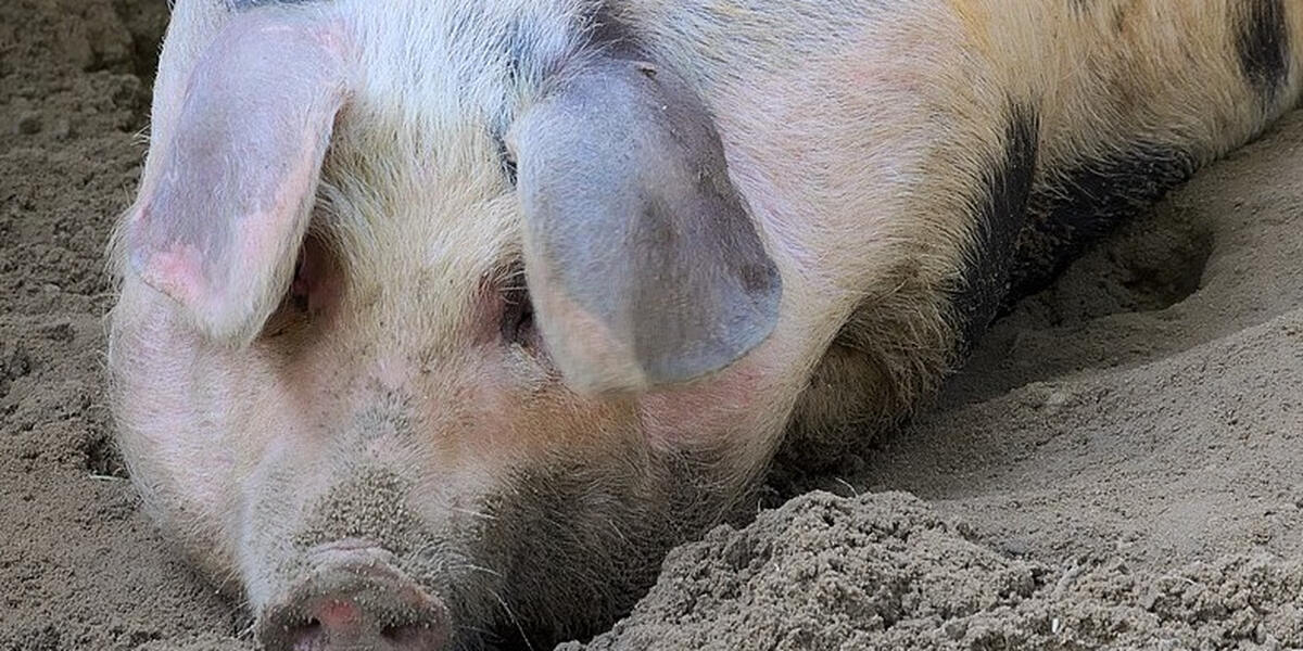 Nächster Tierschutzskandal: Strafanzeige gegen Schweinemastbetrieb aus dem Unterallgäu