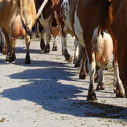 Kuhherde auf Abwegen im Kreis Augsburg: Tiere sorgen für Verkehrschaos auf der A8 bei Adelzhausen