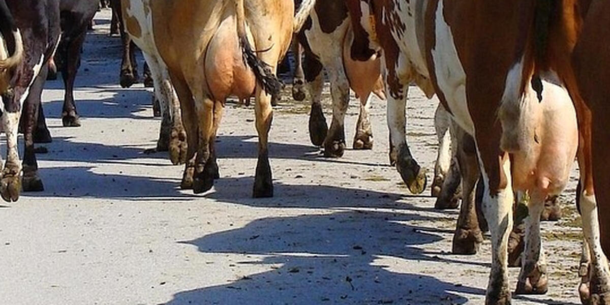 Kuhherde auf Abwegen im Kreis Augsburg: Tiere sorgen für Verkehrschaos auf der A8 bei Adelzhausen