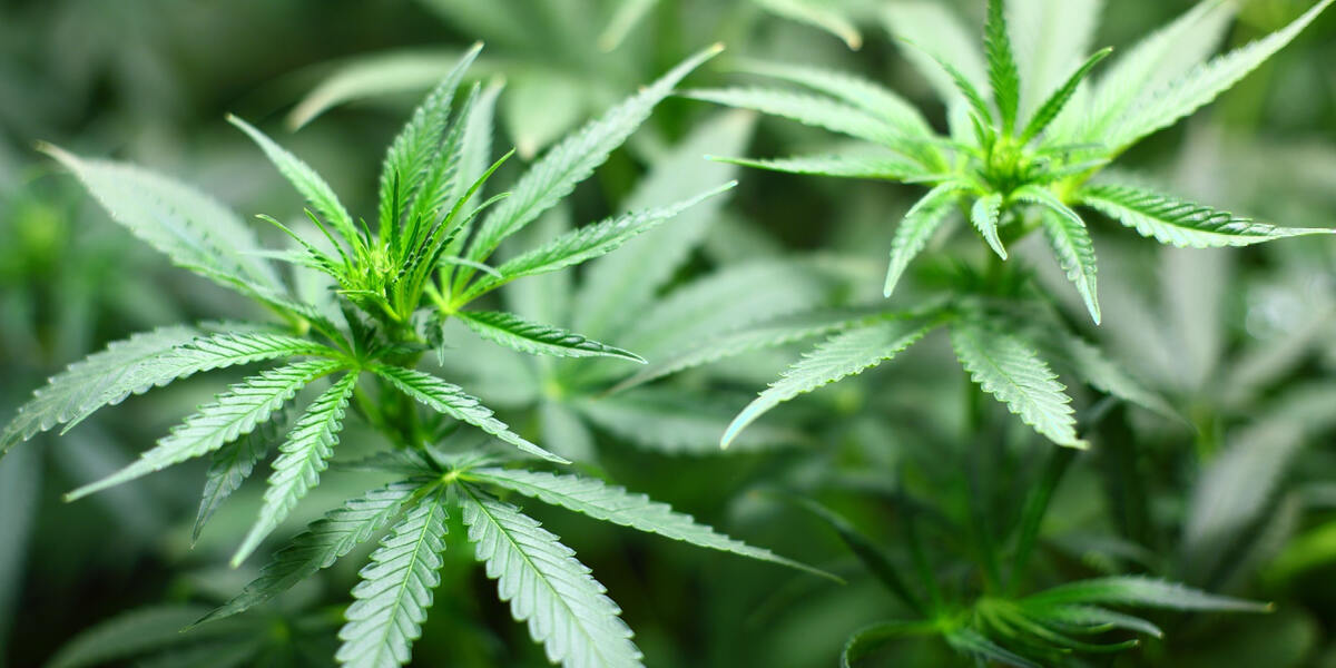 Cannabis könnte laut US-Studie vor Corona schützen!
