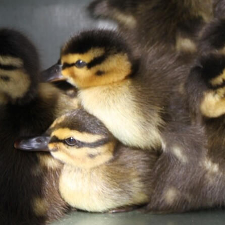 Bewährungsstrafe: Tierquäler darf in Königsbrunn immer weitermachen