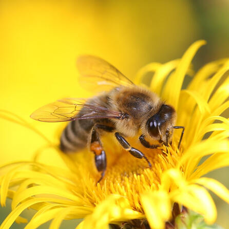 Volksbegehren „Rettet die Bienen“: Augsburger Imker ziehen gemischte Bilanz