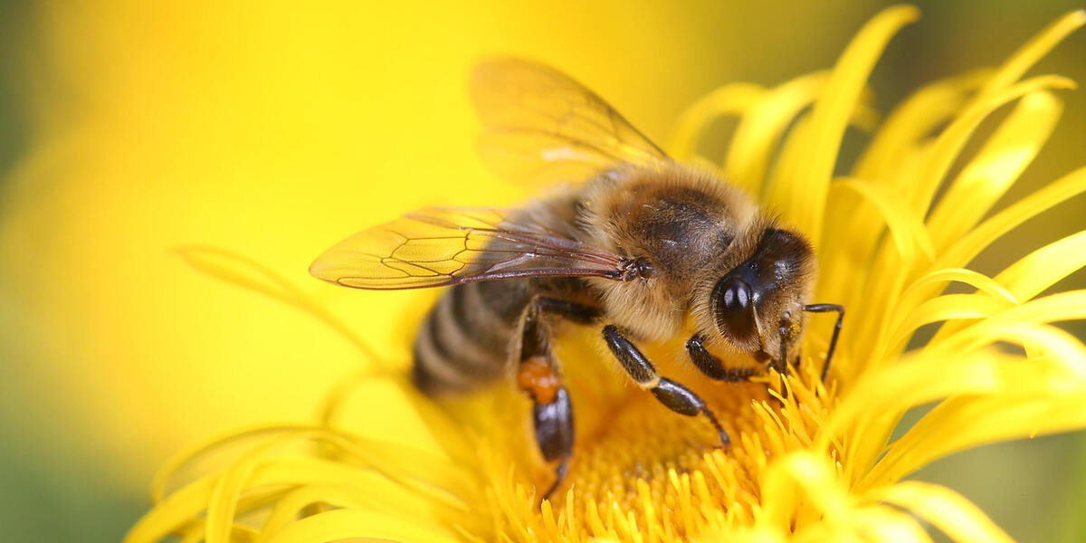 Volksbegehren „Rettet die Bienen“: Augsburger Imker ziehen gemischte Bilanz