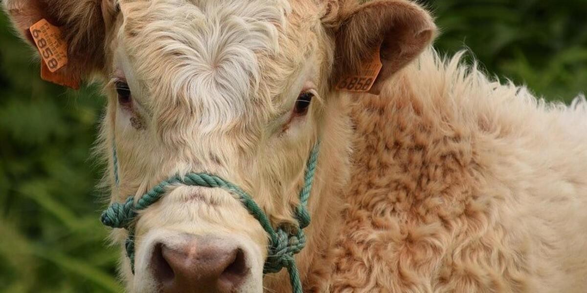 Viehscheid Oberstaufen am Freitag in zwei Wochen