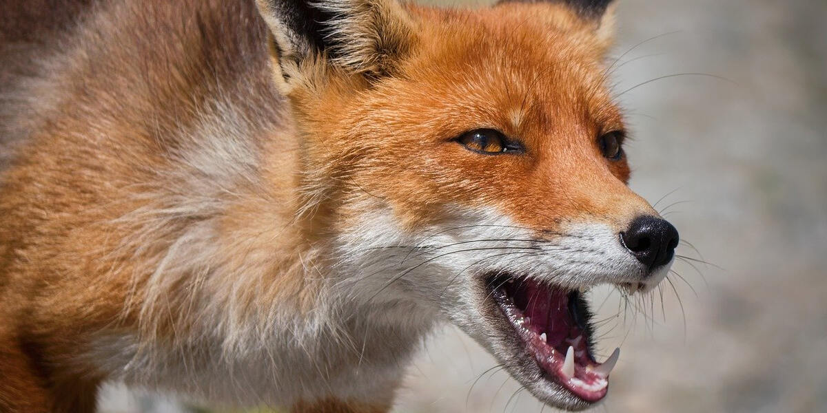 In Apfeltrang gibt's tierischen Ärger: Füchse beißen Menschen an ihren Häusern