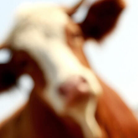 Tierhaltungsverbot für Skandal-Landwirt aus Bad Grönenbach