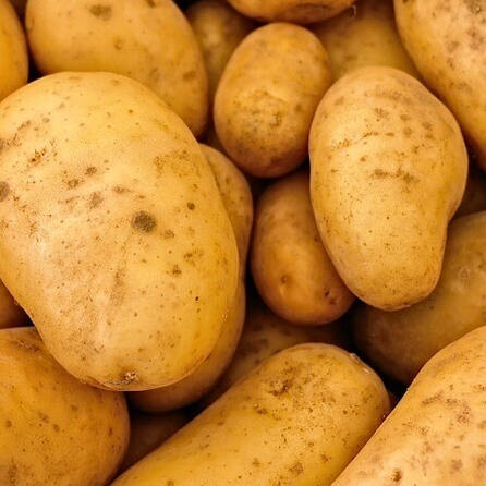 B2 Kaisheim: Landwirt verliert sechs Tonnen Kartoffeln