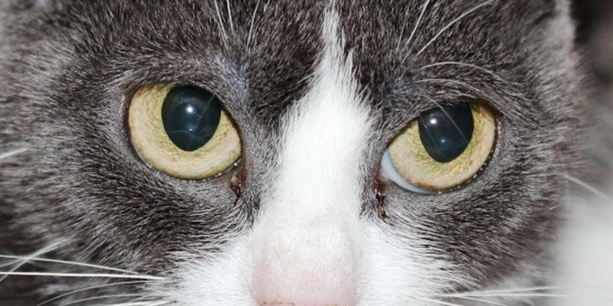 Tote Katze: Ermittlungen gegen Landwirt aus Roßhaupten wegen Tierquälerei