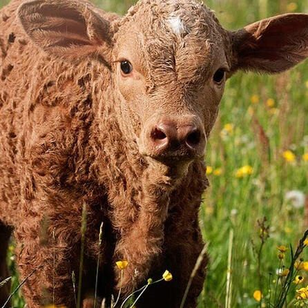 Tierquälerische Rinderhaltung: PETA zeigt Landwirt aus dem Kreis Aichach-Friedberg an