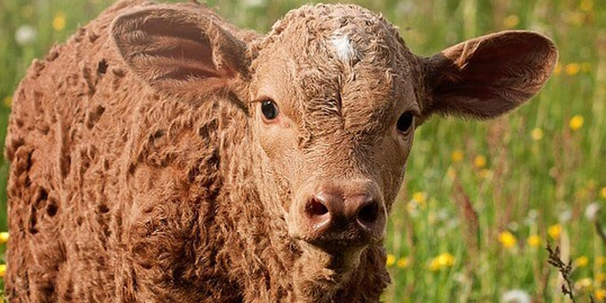 Tierquälerische Rinderhaltung: PETA zeigt Landwirt aus dem Kreis Aichach-Friedberg an