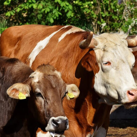 Kranzegg: Start der Viehscheidsaison im Allgäu