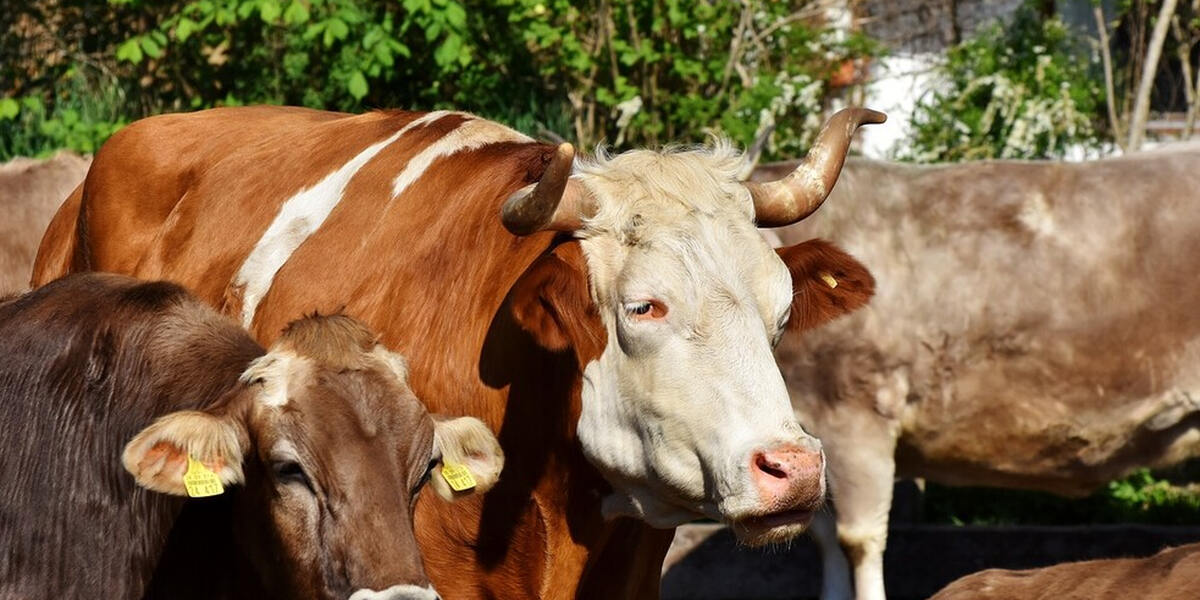 Kranzegg: Start der Viehscheidsaison im Allgäu