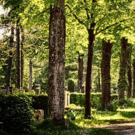 Grabungsfeld Pforzen bei Kaufbeuren: Elf Millionen Jahre alte Bäume entdeckt