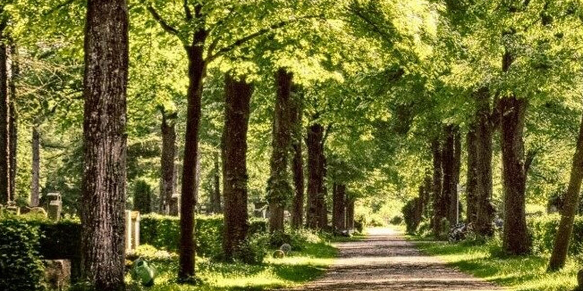 Grabungsfeld Pforzen bei Kaufbeuren: Elf Millionen Jahre alte Bäume entdeckt