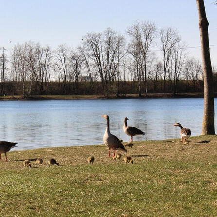 Amtliches Badeverbot: Viel zu viele Fäkalkeime im Rothsee in Zusmarshausen
