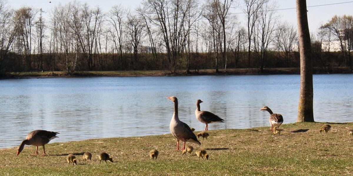 Amtliches Badeverbot: Viel zu viele Fäkalkeime im Rothsee in Zusmarshausen