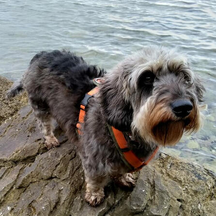 Wieder Bello's Batschlach im Augsburger Familienbad