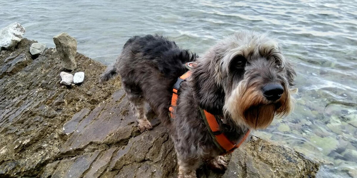 Wieder Bello's Batschlach im Augsburger Familienbad