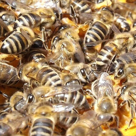 Bienenvölker bedroht: Amerikanische Faulbrut im nördlichen Friedberg
