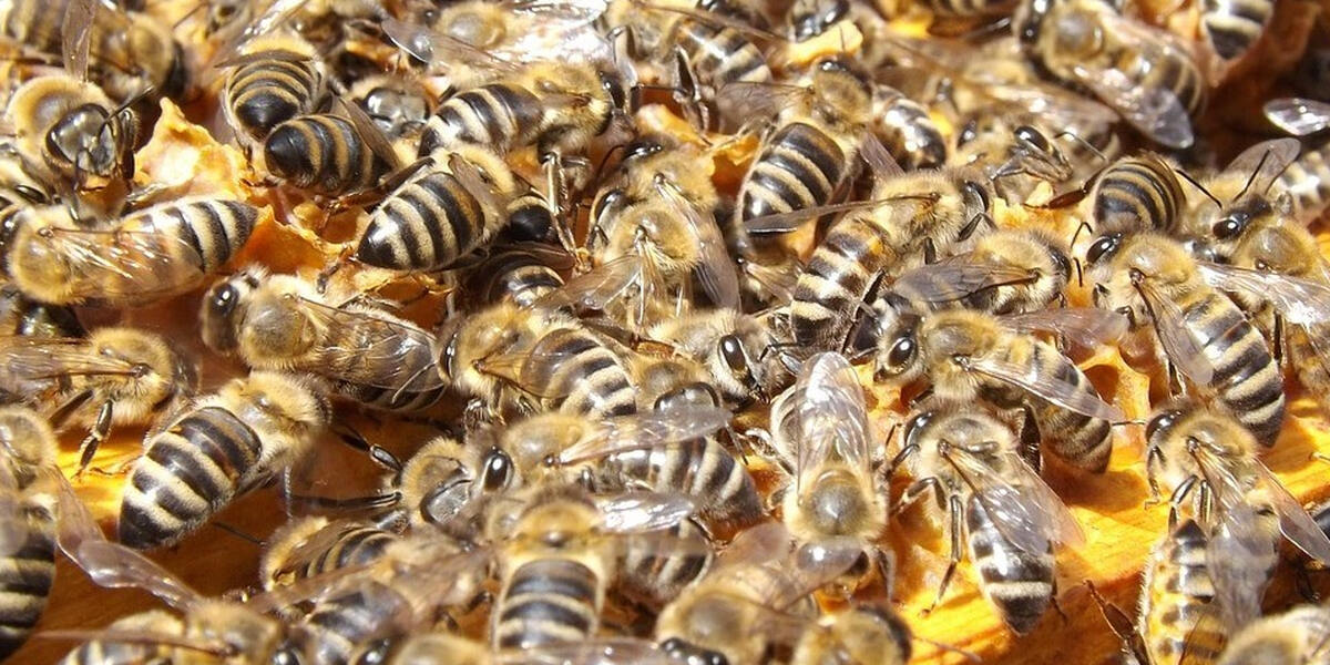 Bienenvölker bedroht: Amerikanische Faulbrut im nördlichen Friedberg