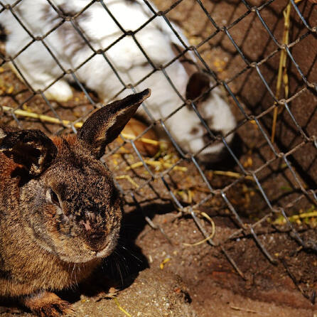 Tierleid für Medikamente? Soko Tierschutz zeigt Kaninchenbetrieb in Kissing an