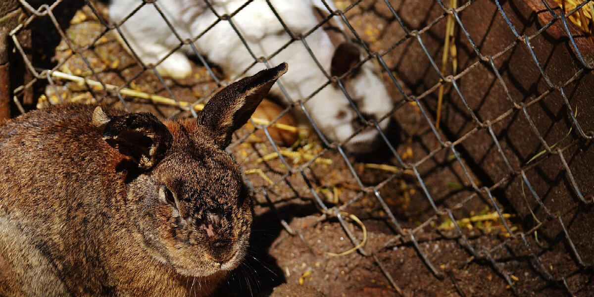 Tierleid für Medikamente? Soko Tierschutz zeigt Kaninchenbetrieb in Kissing an
