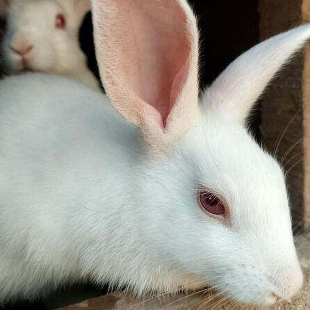 Demo gegen Kaninchenmastbetrieb in Kissing - Biobetrieb Asam steht wegen Tiermisshandlung heftig in Kritik