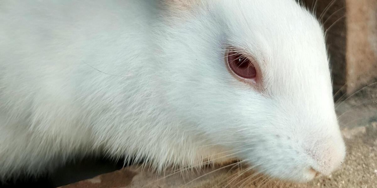 Demo gegen Kaninchenmastbetrieb in Kissing - Biobetrieb Asam steht wegen Tiermisshandlung heftig in Kritik