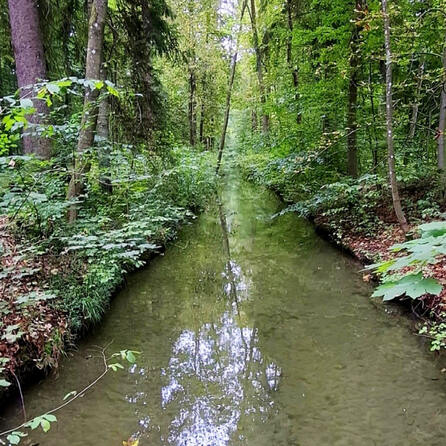 Lebensraumverbesserung im Siebenbrunner Bach in Augsburg - Neue ökologische Maßnahmen im Rahmen des LIFE-Projekts