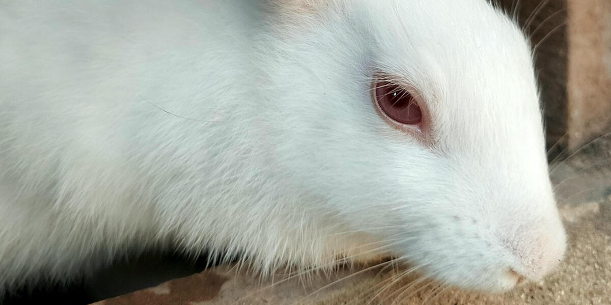  Kontrollen im Kaninchenbetrieb Kissing: Veterinäramt Aichach-Friedberg reagiert und widerspricht Vorwürfen der Soko Tierschutz