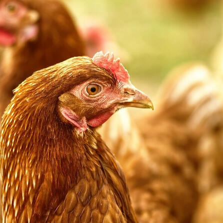 Polizei und Feuerwehr jagen Huhn an der A8 bei Augsburg