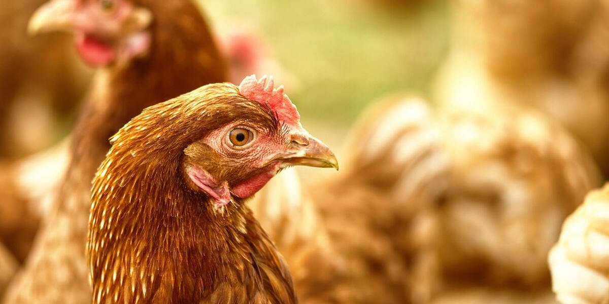 Polizei und Feuerwehr jagen Huhn an der A8 bei Augsburg