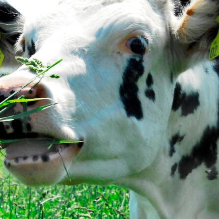 Suche nach fünf Rindern im Raum Ustersbach im westlichen Landkreis Augsburg