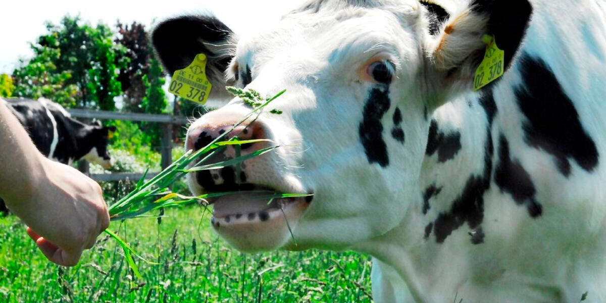 Suche nach fünf Rindern im Raum Ustersbach im westlichen Landkreis Augsburg