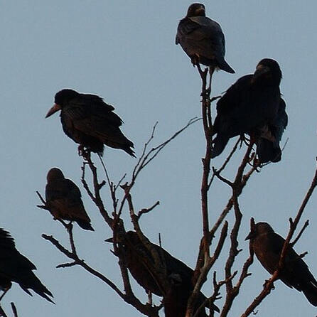 Landratsamt Donauwörth: Die Vogelgrippe ist da