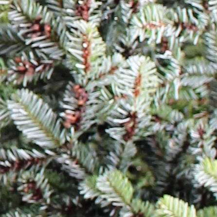 17 Meter Tanne ziert den Augsburger Rathausplatz