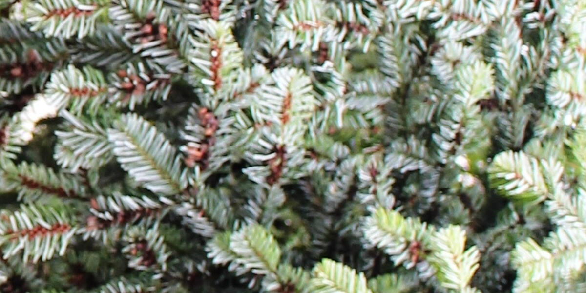 17 Meter Tanne ziert den Augsburger Rathausplatz