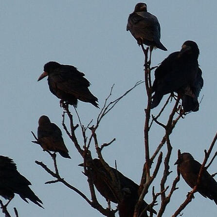 Vogelgrippe auch im Landkreis Dillingen nachgewiesen